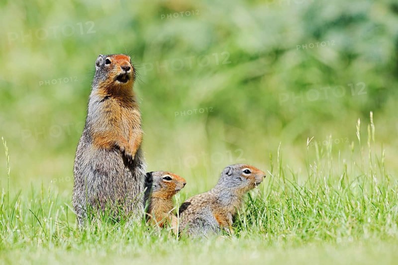 Columbia ground squirrel (Urocitellus columbianus, Spermophilus columbianus), a calling female with her young, Waterton Lakes National Park, Alberta, Canada