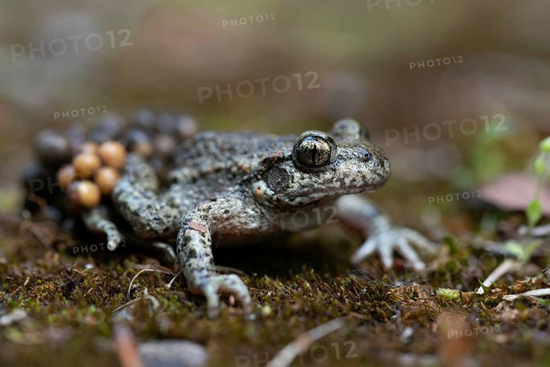 Alytes obstetricans, common midwife toad, obstetrician toad, northern obstetrician toad, amphibians, eggs, egg string, amphibians, male