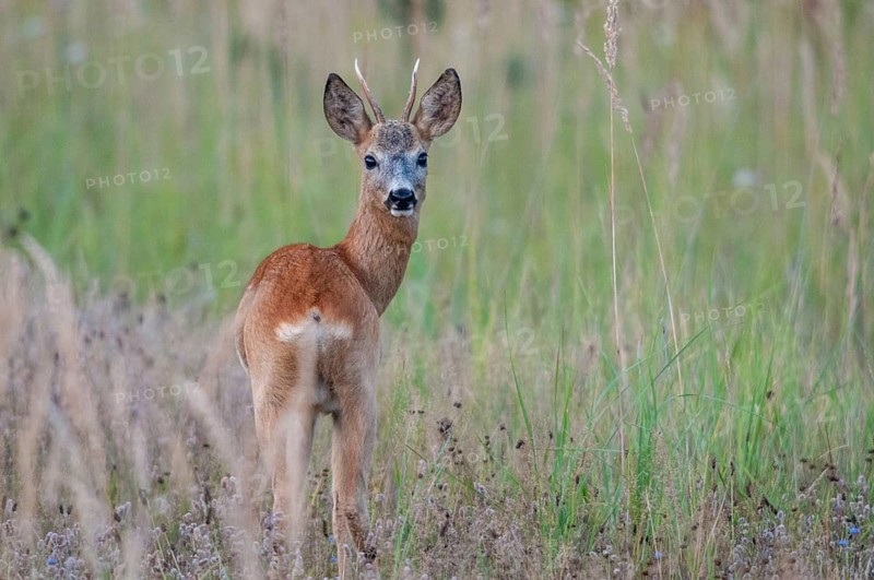 2009, artiodactyla, Brandenburg, Capreolus capreolus, even-töd ungulate, Germany, national natural heritage, natural paradise Grünhaus, cloven-hoofed deer, roe deer, post-mining landscape, green house, male, mammals, males, mammals, mammals