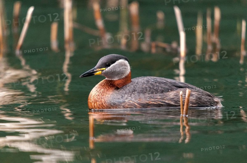 Podiceps grisegena, red-necked grebe, red-necked grebe, birds, grebe, podicipedidae, divers, birds, waterbirds, waterbirds