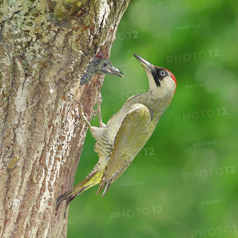 Green Woodpecker (Picus viridis) – a female feeding a chick in a nesting cavity in an old oak tree, wildlife, woodpeckers, Eurasian Green Woodpecker, nature photography, spring, Wilnsdorf, North Rhine-Westphalia, Germany
