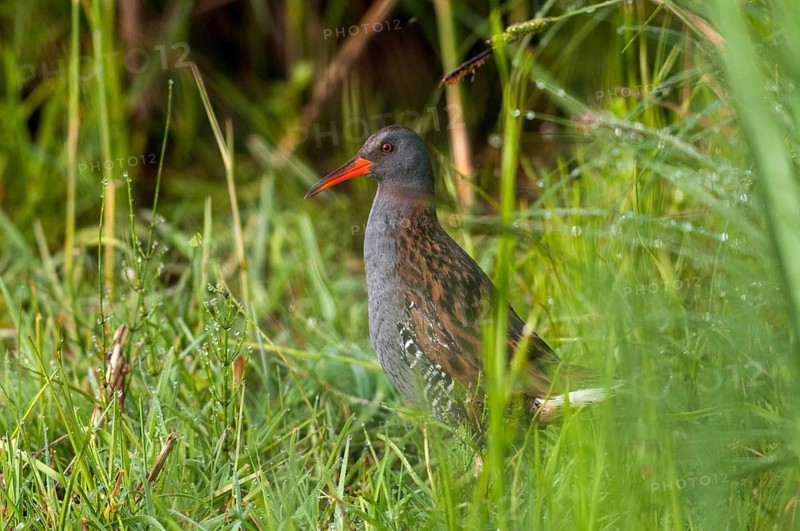 Rallus aquaticus, water rail, birds, gruiformes, cranes, rails, harrows, rallidae, birds, waterbirds, waterbirds, waterbirds