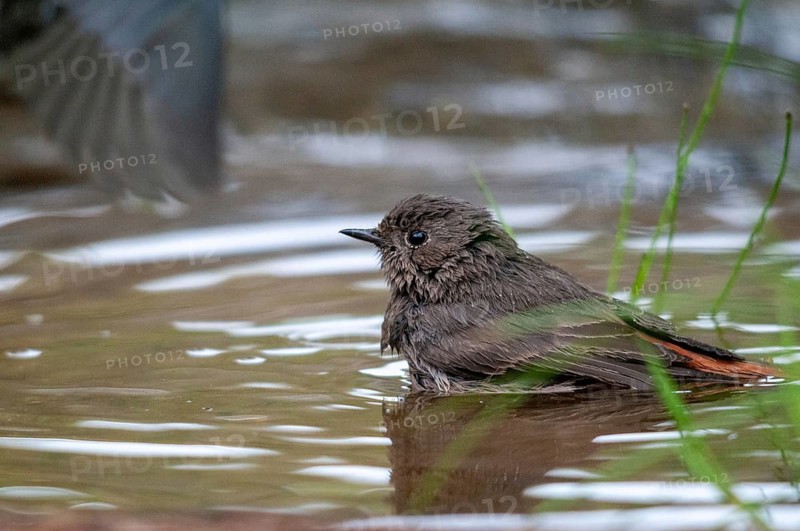 Black redstart, house redtail, Phoenicurus ochruros, bath, bird bath, birds, garden, passeri, songbirds, potion, birdbath, birds, watering place