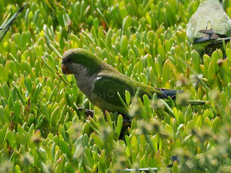 A green parrot, the monk parakeet (Myiopsitta monachus), perched in dense vegetation, Gran Canaria, Spain