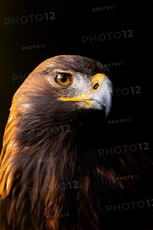 Portrait of an eagle against a black background, with an intense gaze and detailed plumage, golden eagle (Aquila chrysaetos), adult, animal portrait, in winter, Šumava, Czech Republic