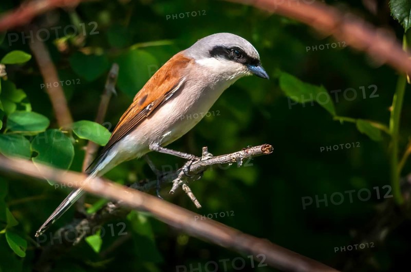 Brandenburg, Germany, Lanius Collurio, Nabu, Nabu project, national natural heritage, Grünhaus natural paradise, red-backed shrike, red-backed shrike, post-mining landscape, birds, green house, male, passeri, songbirds, birds, shrikes