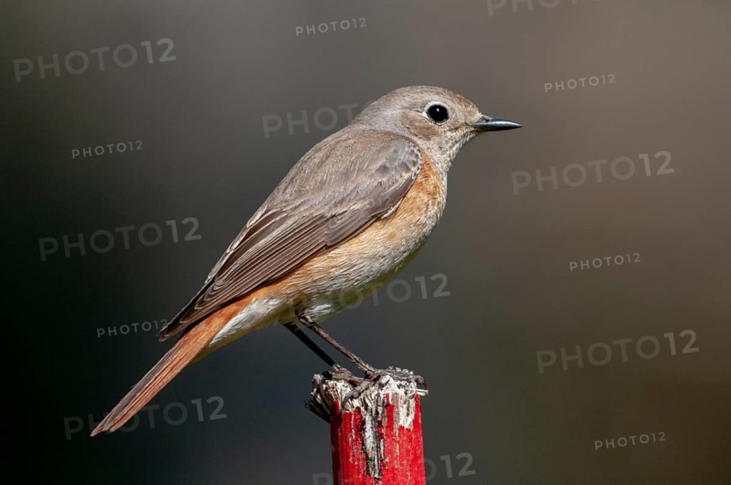 Garden redtail, Phoenicurus phoenicurus, redstart, birds, female, garden birds, passeri, songbirds, birds, female