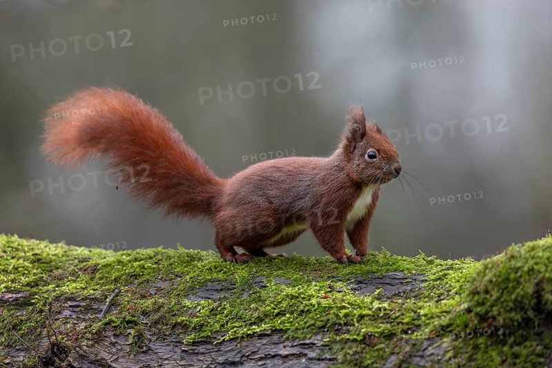 The long bushy tail serves the squirrel (Sciurus vulgaris) as a balance equaliser when climbing and as a steering wheel when jumping from tree to tree, sweet, cute, January, Germany
