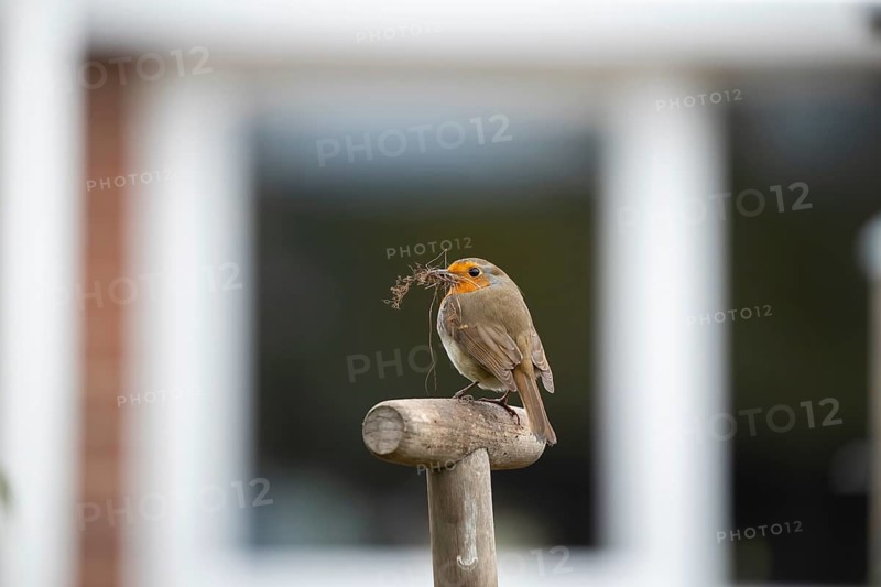 European robin (Erithacus rubecula) adult garden bird on a fork handle with nesting material in its beak in spring, England, United Kingdom