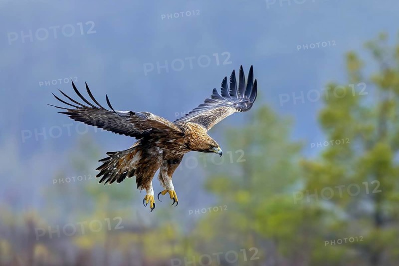 European golden eagle (Aquila chrysaetos chrysaetos) adult flying over moorland, heathland in winter