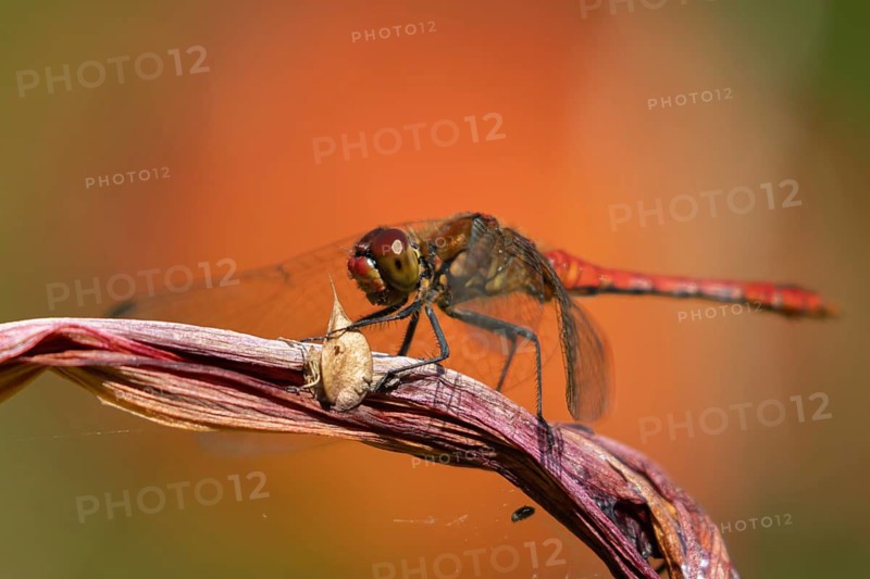 Common darter dragonfly (Sympetrum striolatum) adult male insect resting on a garden lily plant in summer, Suffolk, England, United Kingdom