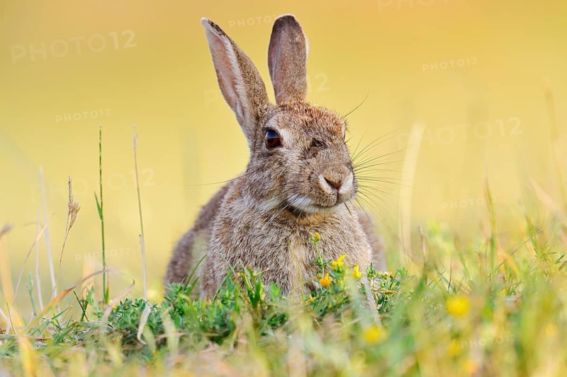 A wild rabbit (Oryctolagus cuniculus) sitting in a meadow, North Rhine-Westphalia, Germany