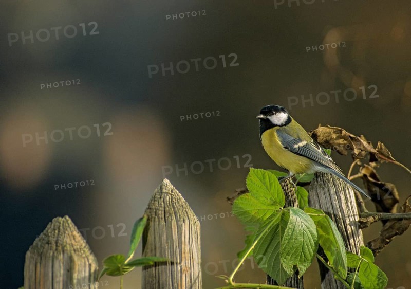 Great tit, great tit, parus major, birds, garden, garden fence, tits, passeri, songbirds, songbirds, tits, birds