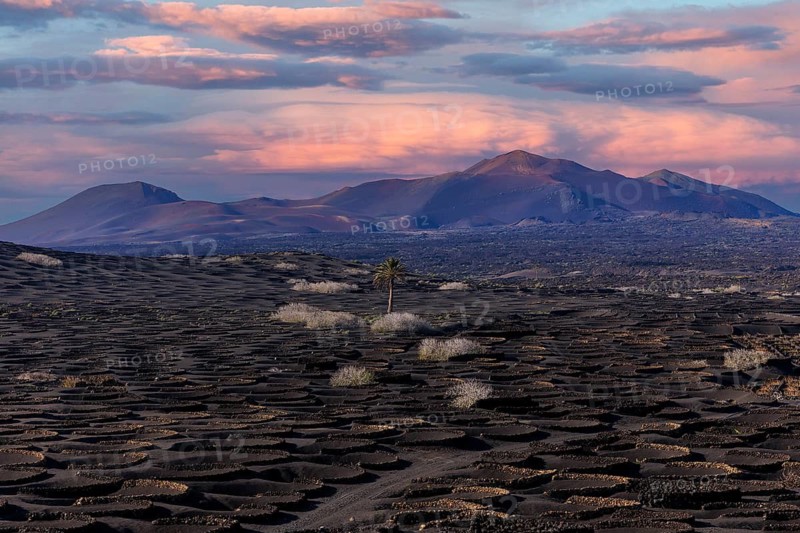 Lanzarote, Canary Islands, Spain, Europe, vineyards in La Geria, volcanic landscape at sunset with dramatic sky