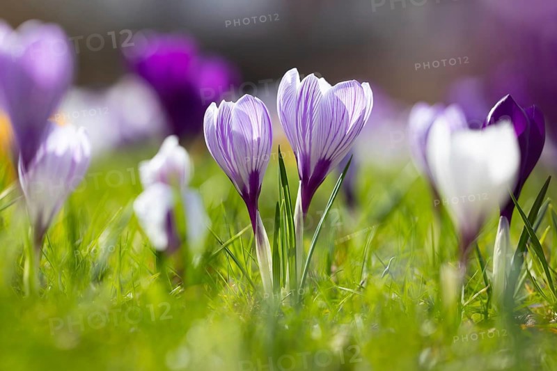 Close-up of lilac and white crocuses (Crocus sp.) blooming in flower garden in late winter, early spring