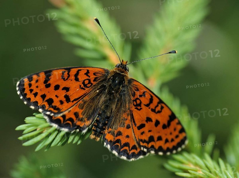 Fiery moth, Melitaea Didyma, red moth, spotted fritillary, butterfly, insects, butterfly, butterflies, butterflies
