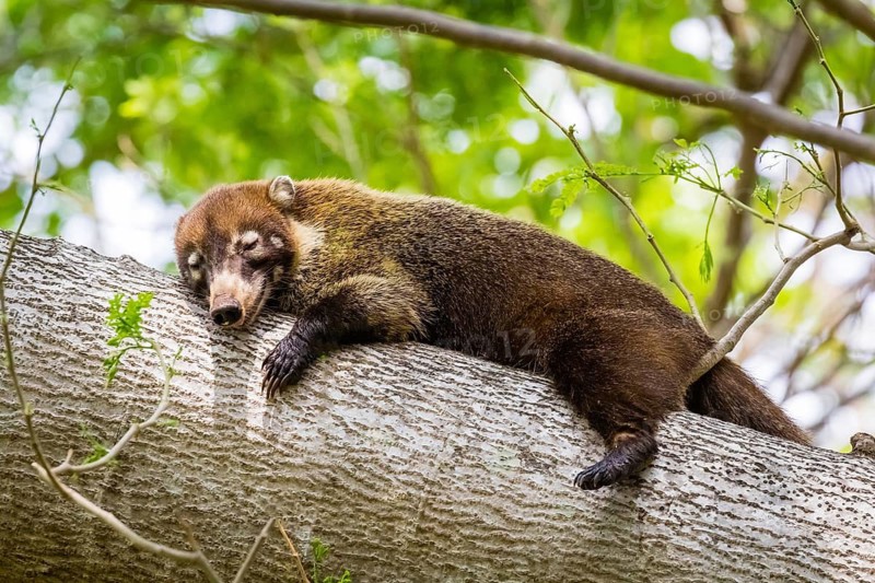 Central America, Costa Rica, white-nosed coati, animals, mammals, (Nasua narica), resting, tree, Palo Verde