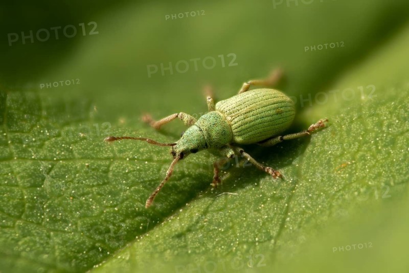 Leaf weevil, bluish nettle weevil, phyllobius virideaeris, yarrow leaf weevil, beetle, coleoptera, insects, beetles