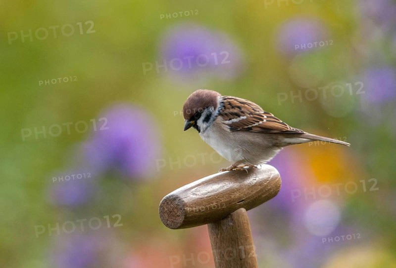 Tree sparrow, Passer Montanus, sparrow, tree sparrow, birds, garden, passeri, songbirds, sparrow, sparrow, sparrow, sparrow, sparrow, sparrow, birds