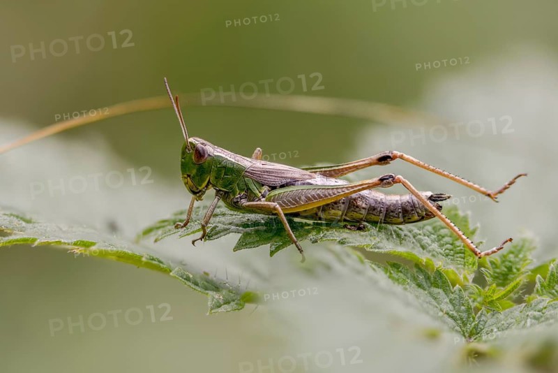 Acrididae, Caelifera, Chorthippus parallelus, field locusts, common grasshoppers, gomphocerinae, grasshoppers, short-feeler scare, pseudochorthippus parallelus, grasshoppers, grasshoppers, insects, meadow grasshoppers
