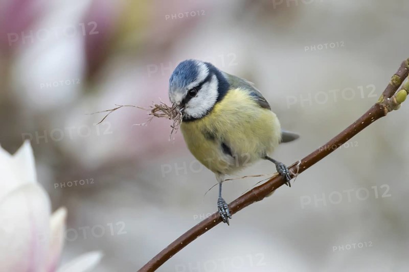 Blue tit (Cyanistes caeruleus) adult garden bird with nest material in its beak in a magnolia tree with blossom flowers in springtime, England, United Kingdom