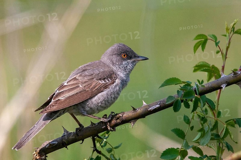 Barred Warbler, Brandenburg, Germany, Nabu, national natural heritage, Grünhaus natural paradise, blackbird, Sylvia Nisoria, post-mining landscape, birds, green house, male, passeri, songbirds, birds