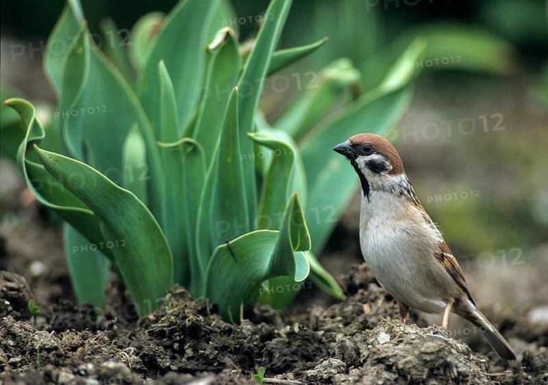 Tree Sparrow, Passer Montanus, Sparrow, Tree Sparrow, bed, Birds, Garden, Leo, Passeri, Patch, Songbirds, Songbirds, Sparrow, Sparrow, Sparrow, Sparrow, Sparrows, Birds