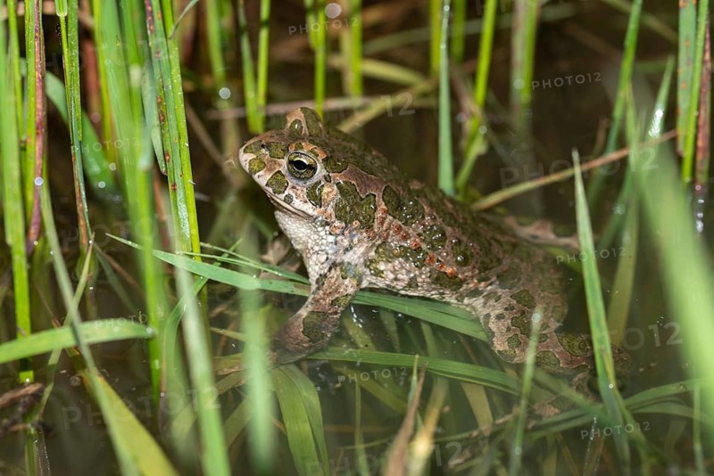 Bufo viridis, Bufotes viridis, green toad, toad, amphibians, amphibians, toads, amphibians