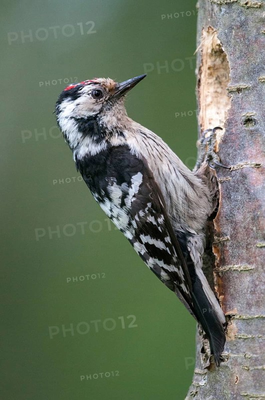 Dendrocopos minor, dryobates minor, small woodpecker, lesser spotted woodpecker, birds, high size, portrait format, male, piciforms, woodpeckers, birds, woodpecker