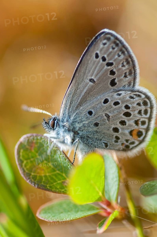 Cranberry blue, Finland, high moor blue, plebeius optilete, vacciniina optilete, butterfly, high size, portrait format, insects, butterflies, butterflies
