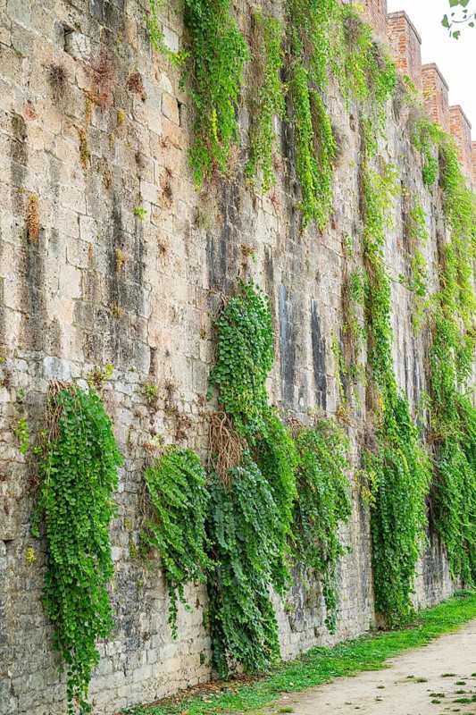 Caper bushes (Capparis spinosa) growing at the walls next to Pisa tower, Tuscany, UNESCO World Heritage, Italy, Europe, Europe