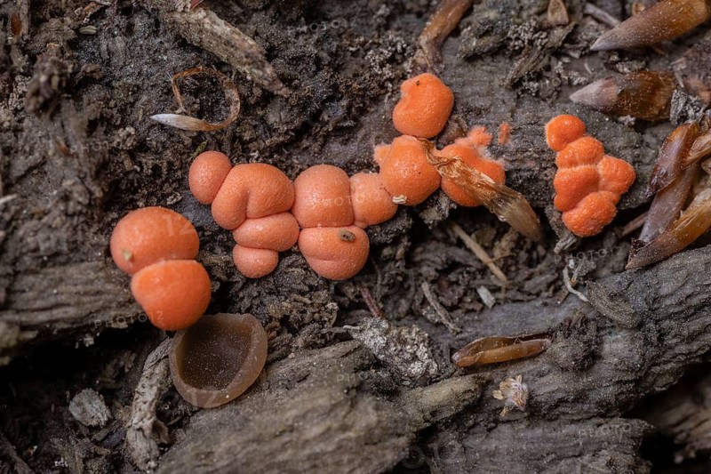 Hypoxylon fragiforme (Hypoxylon fragiforme), Emsland, Lower Saxony, Germany