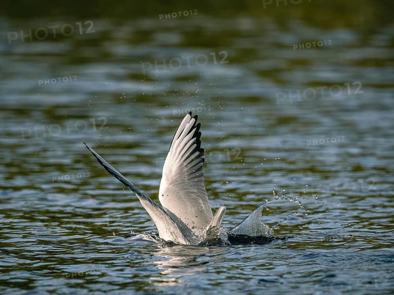 A black-headed gull swooping, Ümminger See, Bochum, Ruhrpott, North Rhine-Westphalia, Germany