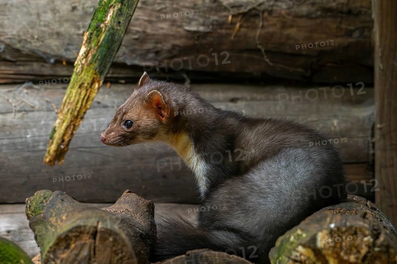 Beech marten, stone marten (Martes foina) sitting on pile of firewood next to wooden barn, farm building, log cabin