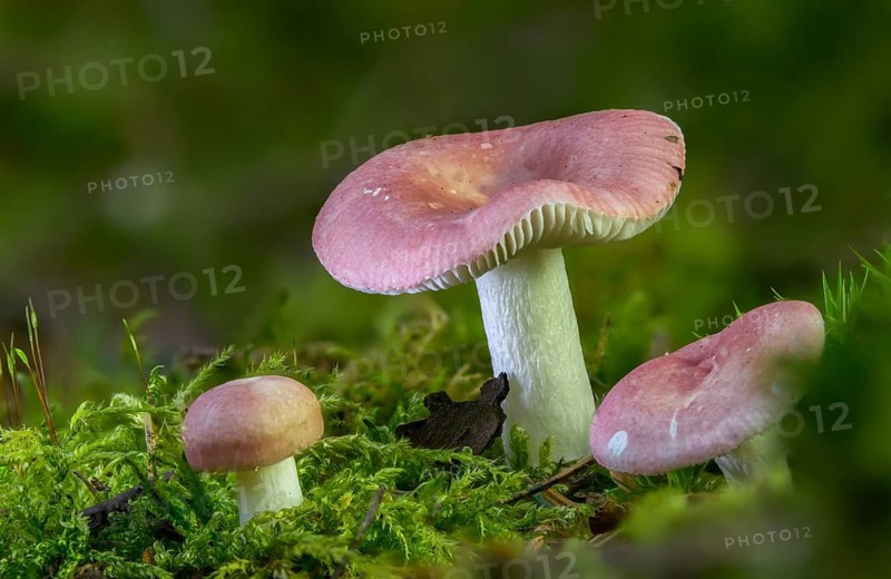 Birch spade dove, birch spike, Russula betularum, Russula emetica var. betularum, birch brittlegill, fungi, fungus, mushrooms