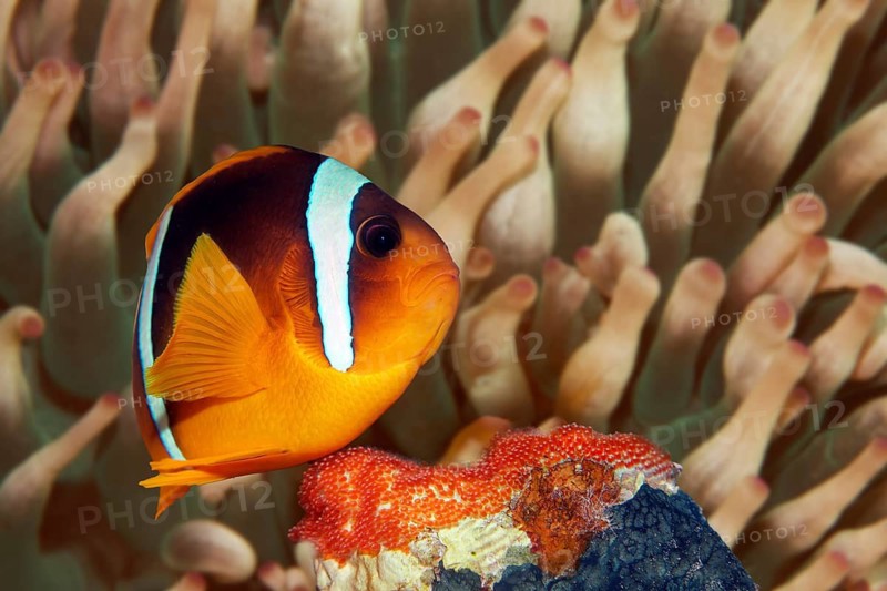 Red Sea anemonefish (Amphiprion bicinctus), male, during brood care in front of host anemone Magnificent anemone (Heteractis magnifica), guarding fresh clutch, fish eggs, fanning fresh water with fins, Red Sea, Gota Abu Ramada, Hurghada, Egypt