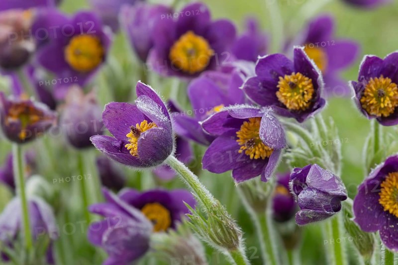 Pasqueflower (Pulsatilla vulgaris) flowers in grassland, Suffolk, England, United Kingdom