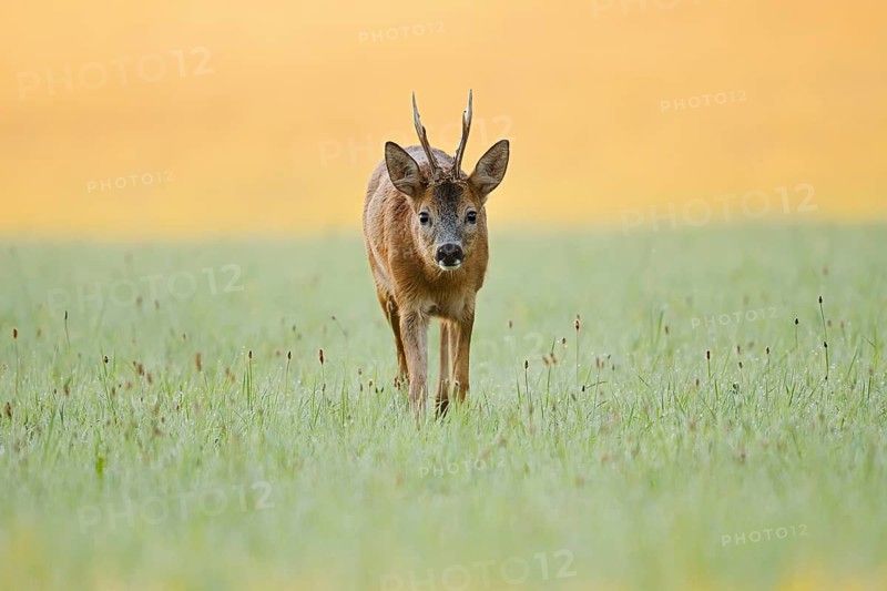 European roe deer (Capreolus capreolus), a roebuck standing in a meadow, North Rhine-Westphalia, Germany