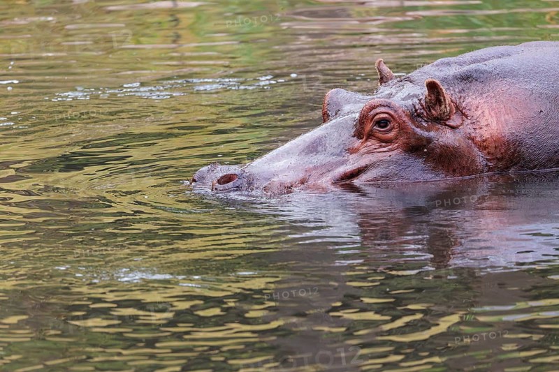 Portrait of a fully grown hippopotamus (Hippopotamus amphibius) standing in shallow water. Democratic Republic of the Congo, Uganda, Tanzania, Kenya, Ethiopia, Somalia, Sudan, Gambia, South Africa
