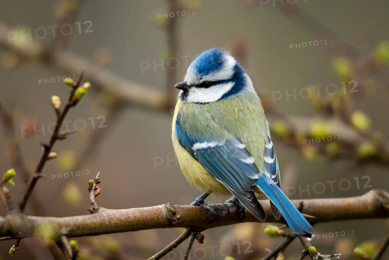 Blue tit, parus caeruleus, birds, tits, passeri, songbirds, songbirds, tits, birds
