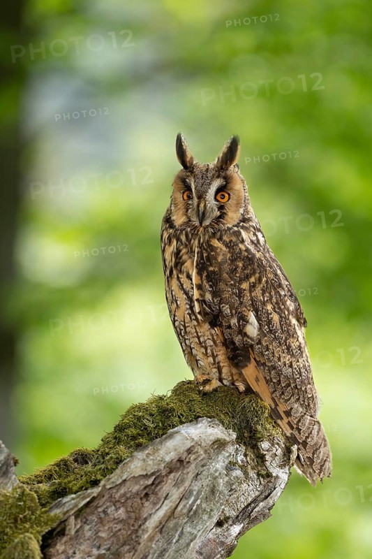 Owl with an intense gaze on a moss-covered branch in a dense forest, long-eared owl (Asio otus), adult, perched, observing, in spring, alert, Šumava Forest, Czech Republic