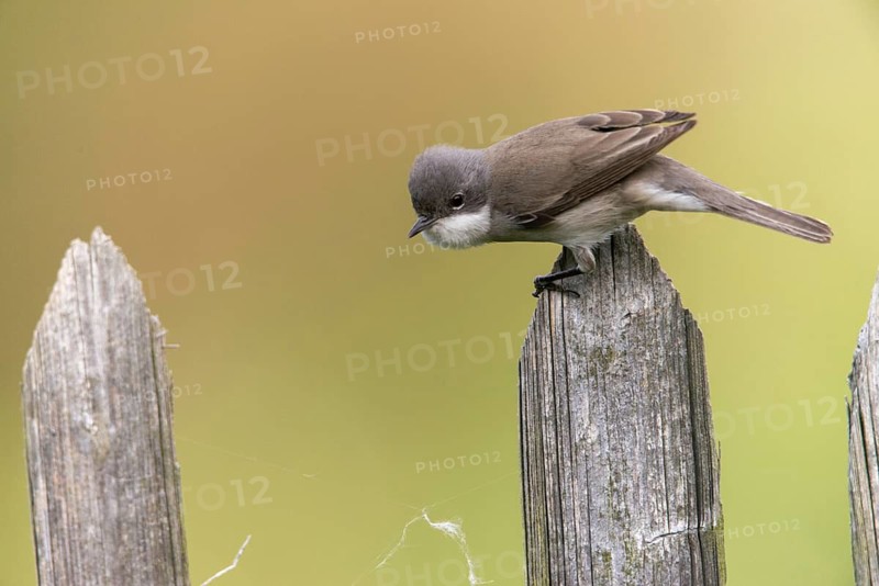 Rattleswarbler, Lesser Whitethroat, Sylvia Curruca, Birds, Garden, Garden Fence, Passeri, Songbirds, Birds, Warbler
