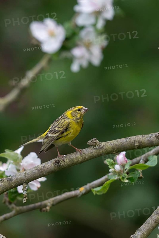 European Serin, serine, serinus serinus, birds, high size, portrait format, male, passeri, songbirds, birds