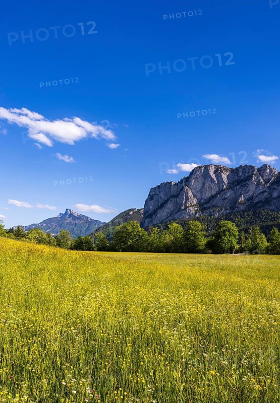 Flower meadow with Schafberg and Drachenwand, spring, Mondsee, Mondseeland, Salzkammergut, Upper Austria, Austria