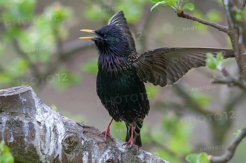 Star, Starling, Sturnus vulgaris, courtship behavior, birds, courtship display, spring, song, meadow orchard, passeri, singing, songbirds, song birds, jumping, orchard, birds