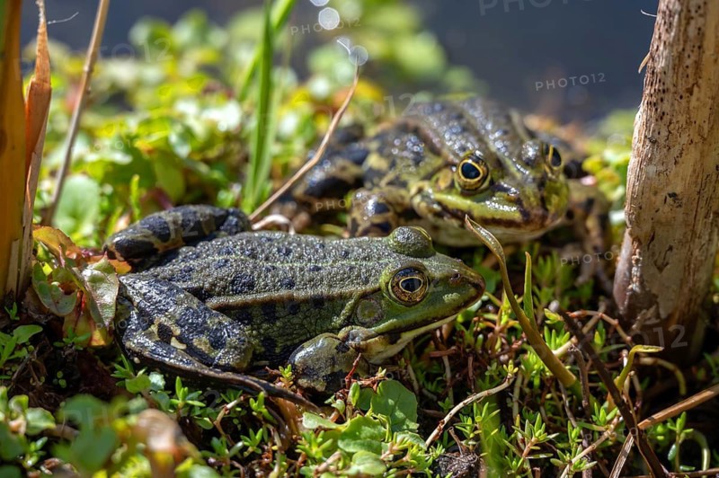 Two pond frogs (Pelophylax esculentus) in a garden pond, Botanical Garden, Erlangen, Middle Franconia, Bavaria, Germany