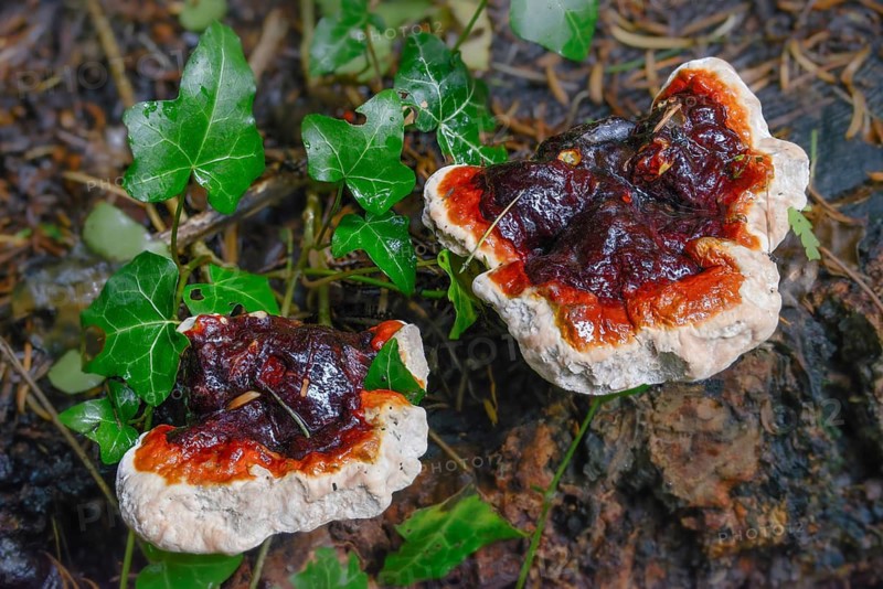 Ganoderma lucidum, shiny lacquer porling, ling zhi, reishi, fungi, fungus, mushrooms