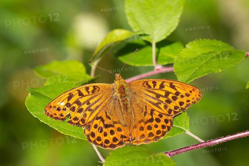 Silver-washed fritillary butterfly (Argynnis paphia) adult insect resting on a leaf in summer, Suffolk, England, United Kingdom