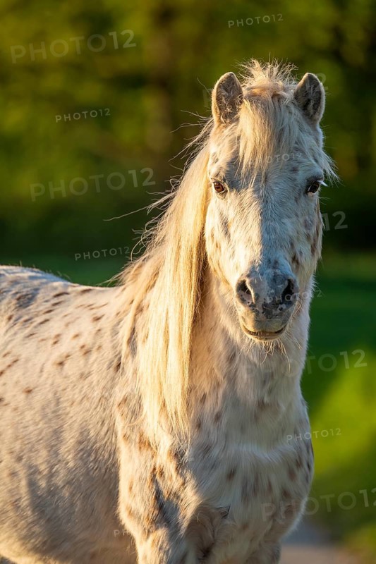 Shetland pony, tiger snake, gelding, portrait, evening sun