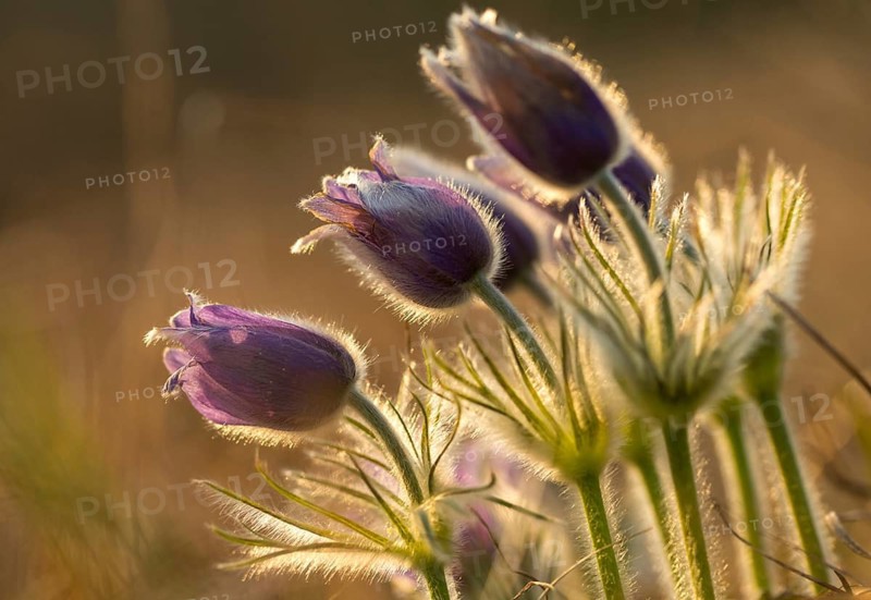 Spring cowbell, common cowbell, buttercup family, cowbell, purple cowbell, spring
